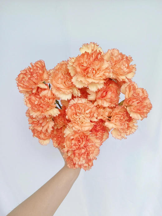 【AB级狂欢康乃馨】10支/份 长约60-65cm 商品图2