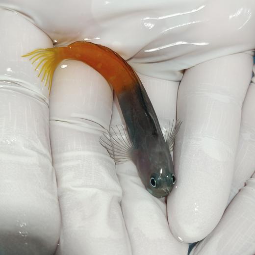 双色虾虎Ecsenius bicolor 商品图0