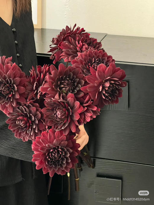 国产花材-【大丽花】巧克力 商品图0