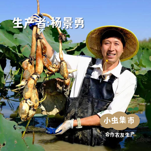 湖北江夏生态粉藕（沔阳藕）| 合作农友生产，产自湖北梁子湖湿地保护区，生产者：杨景勇 *【公平贸易农人定价】 商品图4