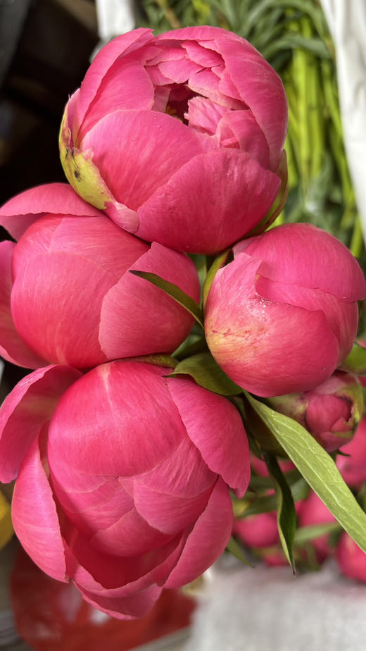 【俘获人心】芍药-落日珊瑚（西瓜红) 5枝（渐变色） 商品图13