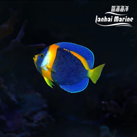 澳洲仙 公