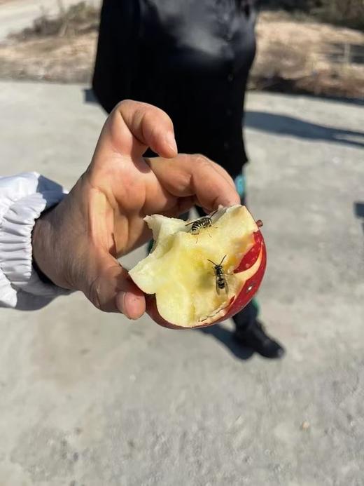 山西丹霞苹果5斤/箱（单个大果130g以上） 商品图1