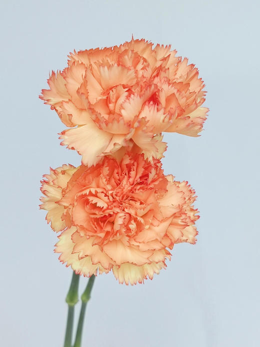 【AB级狂欢康乃馨】10支/份 长约60-65cm 商品图1