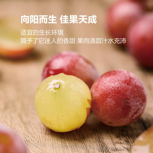MM 山姆 妮娜葡萄 1.36kg 商品图3