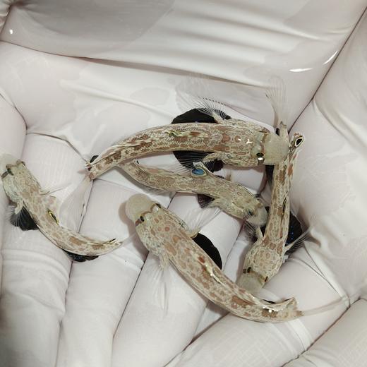 四驱车Signigobius biocellatus 商品图1