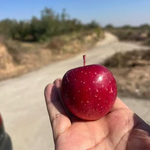 山西丹霞苹果5斤/箱（单个大果130g以上） 商品图0