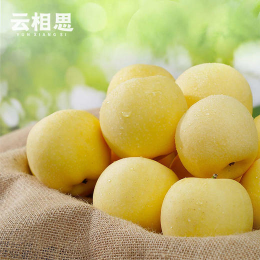 云相思 新疆 黄金维纳斯苹果 时令水果 商品图1