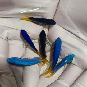黄尾蓝魔Chrysiptera Parasema
