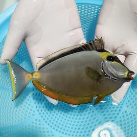 天狗吊Naso lituratus