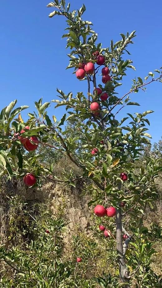 山西丹霞苹果5斤/箱（单个大果130g以上） 商品图2