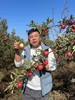 山西丹霞苹果5斤/箱（单个大果130g以上） 商品缩略图3