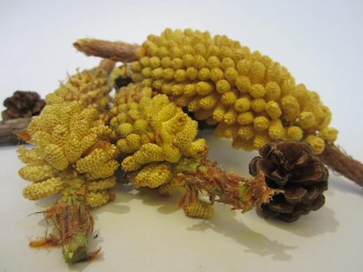 云南野生松花粉/2024年新货/人工采摘/100g/瓶 商品图3