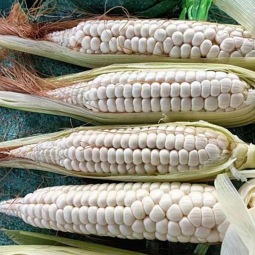 丨生态丨傣家拇指小糯玉米 商品图3