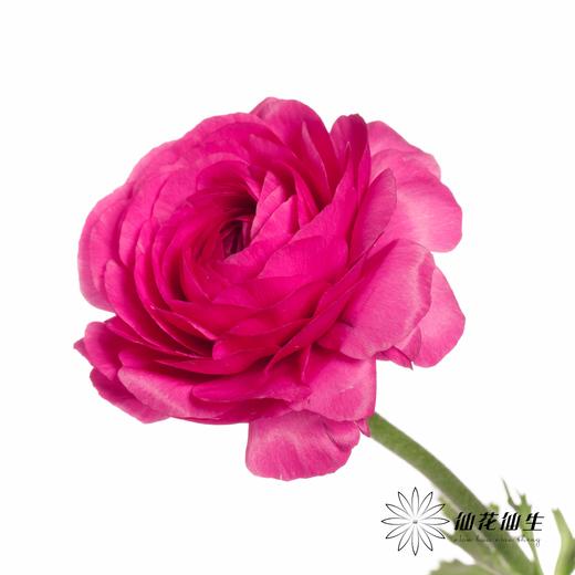 成功洋牡丹 | 弗洛伊德 商品图4