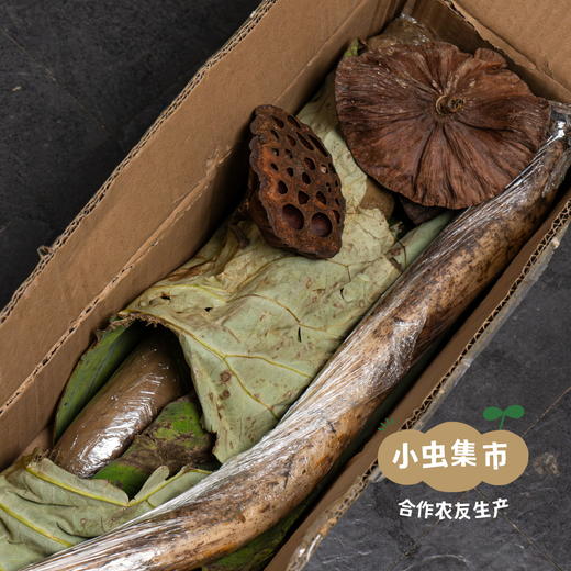 湖北江夏生态粉藕（沔阳藕）| 合作农友生产，产自湖北梁子湖湿地保护区，生产者：杨景勇 *【公平贸易农人定价】 商品图7