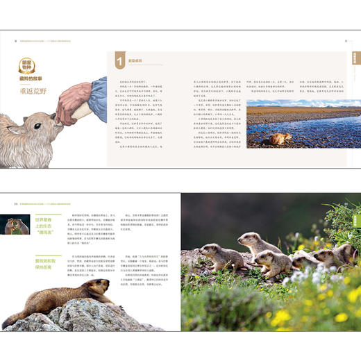 高原明星物种和伙伴们的故事--三江源国家公园珍稀物种专辑 商品图4