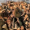 【干货精选】东北野生榛蘑 无法人工培育的天然好物 自带天然香气 ⁪可炒可炖 ‏一点泡发一大盘⁧ 商品缩略图0