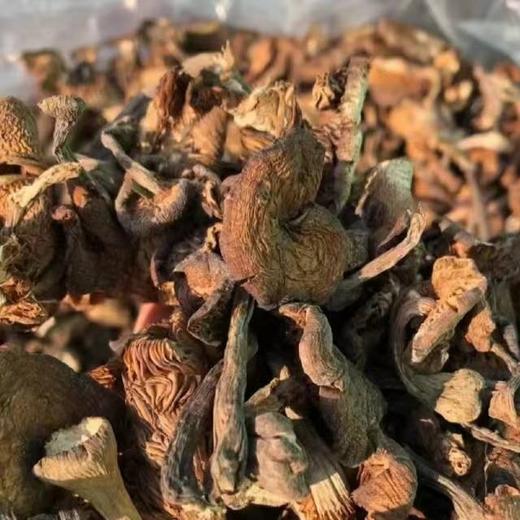 【干货精选】东北野生榛蘑 无法人工培育的天然好物 自带天然香气 ⁪可炒可炖 ‏一点泡发一大盘⁧ 商品图0
