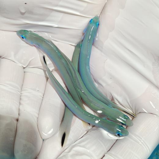 蓝灯管Ptereleotris heteropterus 商品图1