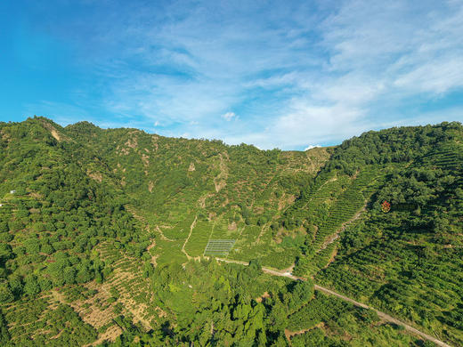 最后2天【正宗涌泉蜜桔】涌泉镇外岙村距离延恩寺佛塔500米！核心产区！入口即化  无籽鲜甜  礼盒装24枚 商品图3