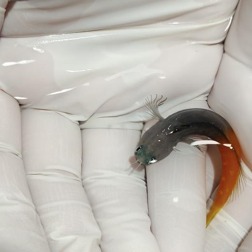 双色虾虎Ecsenius bicolor 商品图1