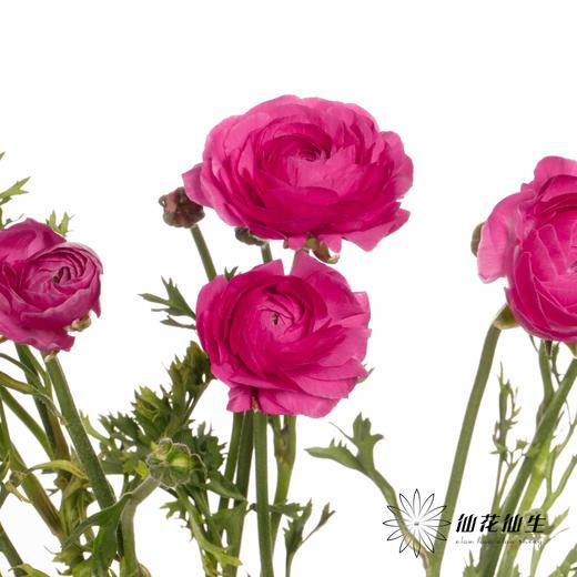 成功洋牡丹 | 弗洛伊德 商品图3