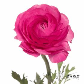 成功洋牡丹 | 弗洛伊德