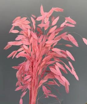 永生花材 | 小盼草粉色