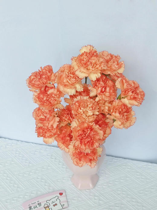 【AB级狂欢康乃馨】10支/份 长约60-65cm 商品图5