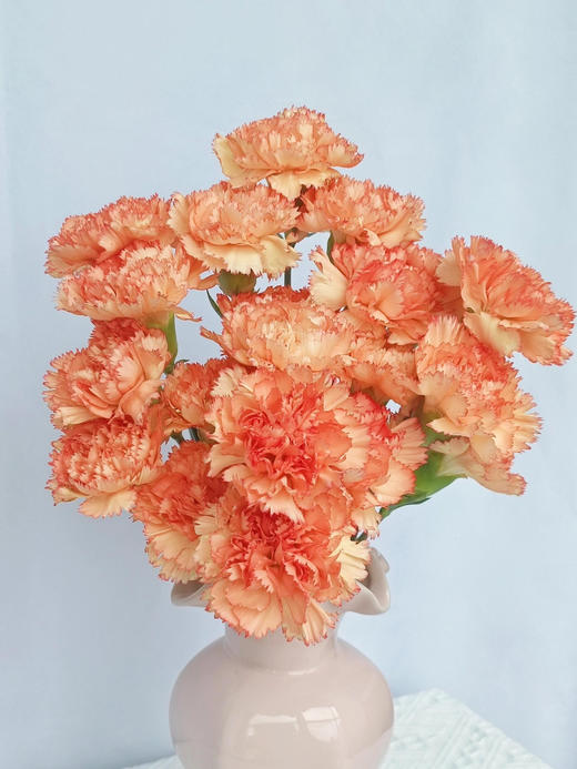 【AB级狂欢康乃馨】10支/份 长约60-65cm 商品图6