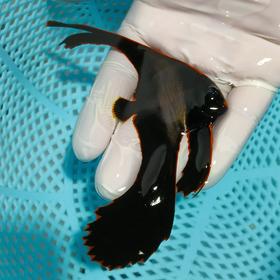 红边蝙蝠Platax pinnatus