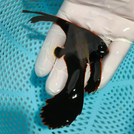 红边蝙蝠Platax pinnatus 商品图0