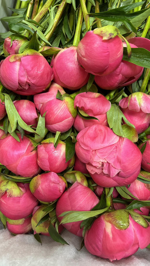 【俘获人心】芍药-落日珊瑚（西瓜红) 5枝（渐变色） 商品图12