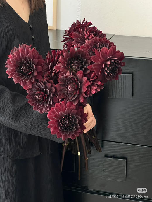 国产花材-【大丽花】巧克力 商品图1