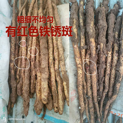 河谷上方 正宗原产地【 霜降后的山药】【丑山药 懂的来！软糯甜！营养丰富！】【5斤装50cm】 生态种植铁棍山药河南焦作温县垆土淮山药 商品图2