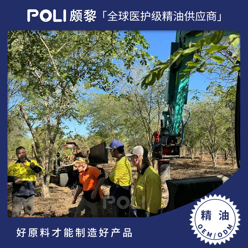 澳大利亚进口檀香精油LG原料澳州檀香精油LG颇黎进口檀香精油采购