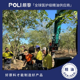 澳大利亚进口檀香精油LG原料澳州檀香精油LG颇黎进口檀香精油采购