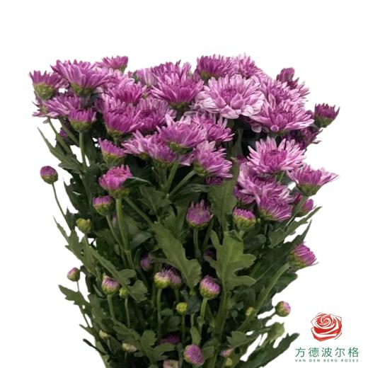 市场小菊-流星雨 商品图1