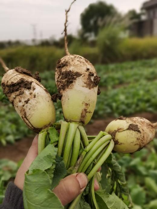 自产/有机方式种植  白萝卜 商品图3