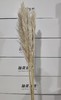 永生花材 | 大芦苇原色 商品缩略图0