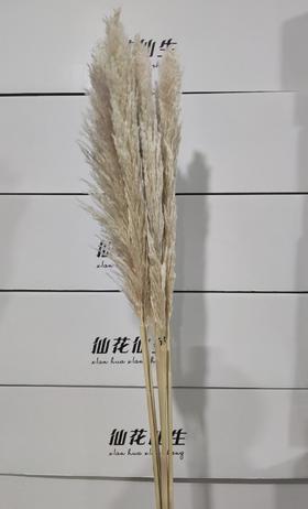 永生花材 | 大芦苇原色
