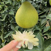 优选|雪峰山柠檬香柚 微微的柠檬香 脆嫩多汁多甜蜜 自然成熟老品种 拍4斤送1斤 商品缩略图9