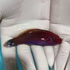 红头鹦鹉龙Cirrhilabrus cyanopleura 商品缩略图0