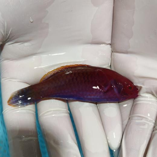 红头鹦鹉龙Cirrhilabrus cyanopleura 商品图0