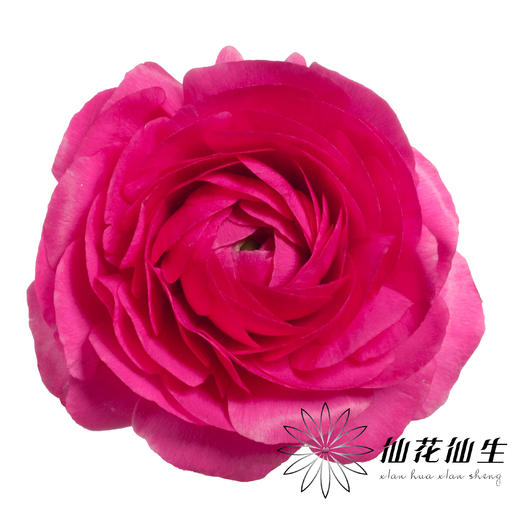 成功洋牡丹 | 弗洛伊德 商品图2