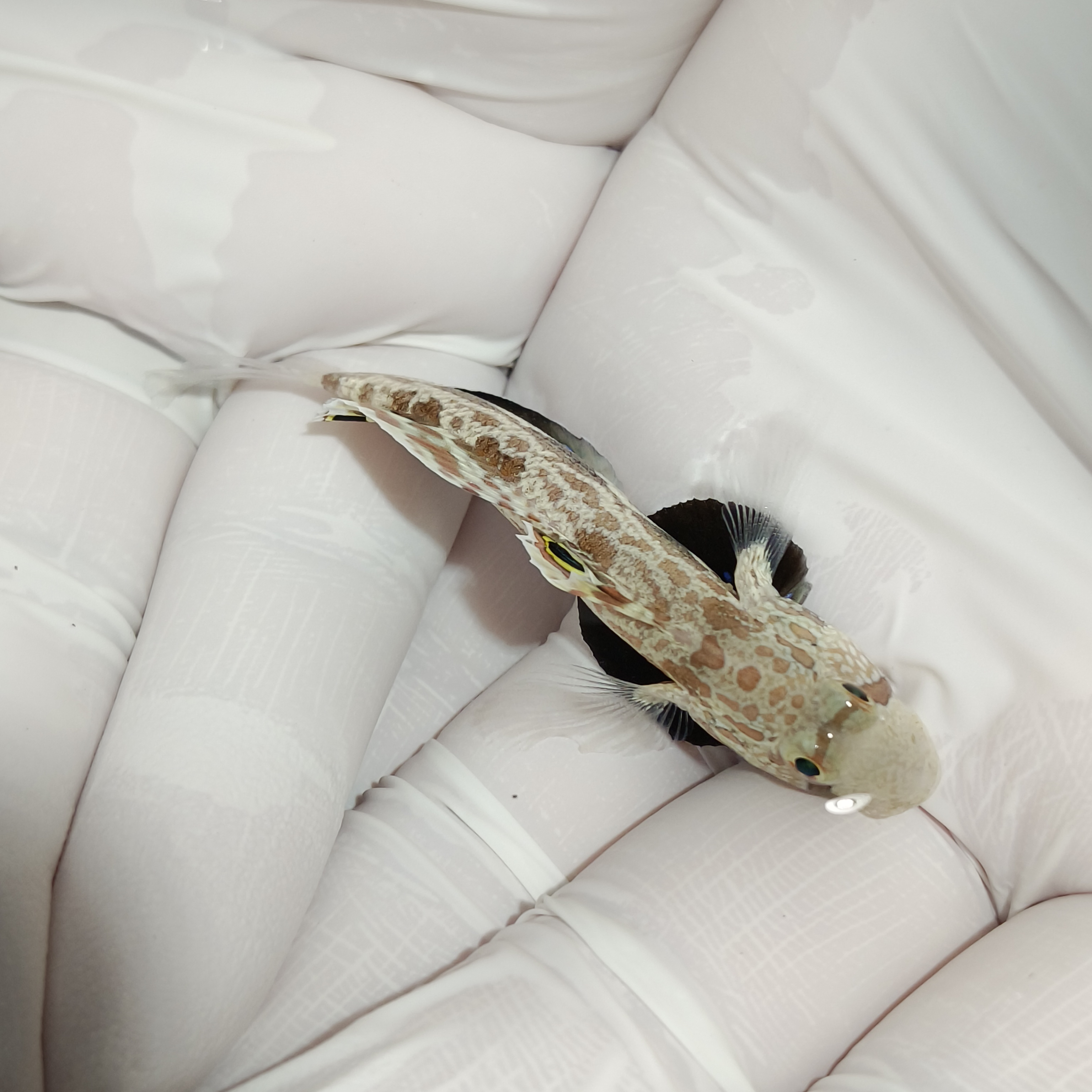 四驱车Signigobius biocellatus