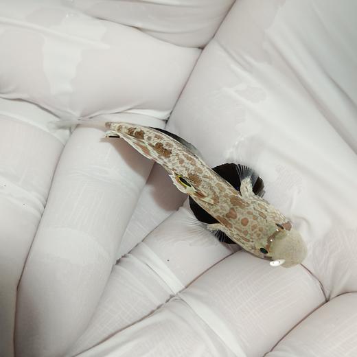 四驱车Signigobius biocellatus 商品图0