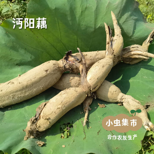 湖北江夏生态粉藕（沔阳藕）| 合作农友生产，产自湖北梁子湖湿地保护区，生产者：杨景勇 *【公平贸易农人定价】 商品图5