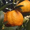 半山语生态瑞圣橘 商品缩略图0